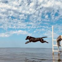 Lakes Veterinary & Surgical Center ico