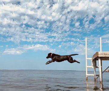 Lakes Veterinary & Surgical Center