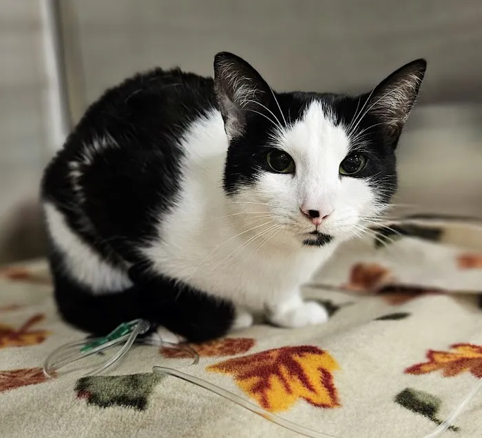 Lakes Veterinary & Surgical Center 3