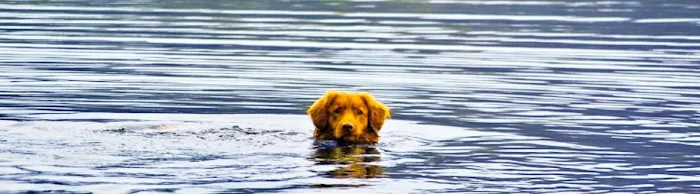 Lakes Veterinary & Surgical Center 4