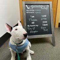 Hillcrest Animal Hospital ico