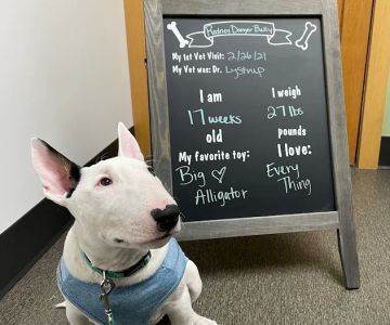Hillcrest Animal Hospital