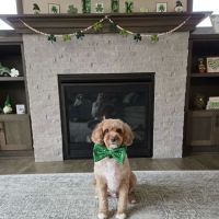 Croix Valley Veterinary Hospital ico