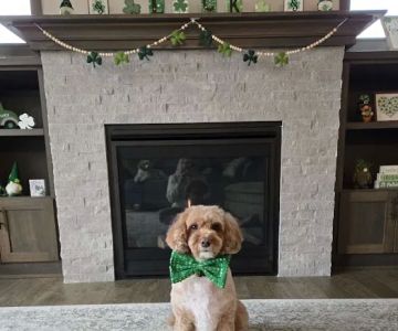Croix Valley Veterinary Hospital