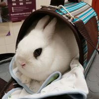 Animal Care Center of Hudson ico