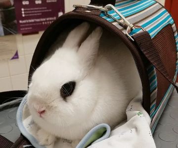 Animal Care Center of Hudson