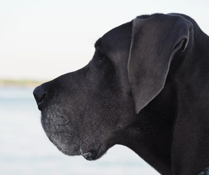 Synergy Veterinary Specialists 5