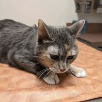 Peace of Mind Veterinary Care ico