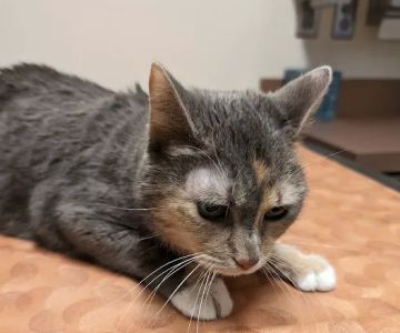 Peace of Mind Veterinary Care