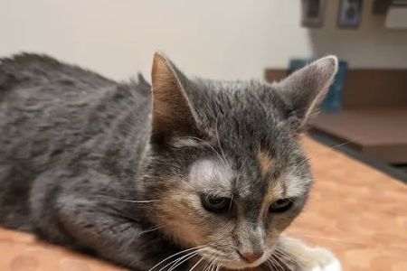 Peace of Mind Veterinary Care