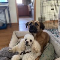 Scott Lake Veterinary Center ico
