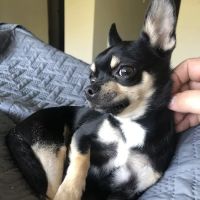 Marschall Road Animal Hospital ico