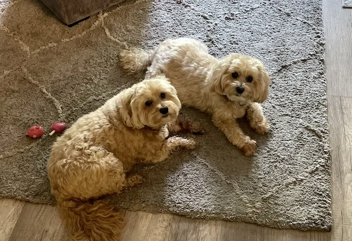 Village Animal Hospital 4