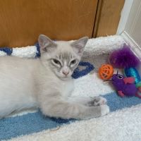 Village Animal Hospital ico