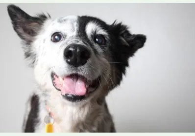 Excelsior Animal Hospital 2