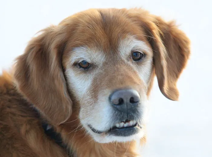 Excelsior Animal Hospital 3