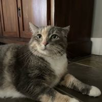Vetco Total Care Animal Hospital ico