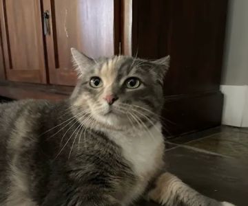 Vetco Total Care Animal Hospital