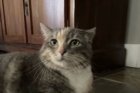 Vetco Total Care Animal Hospital