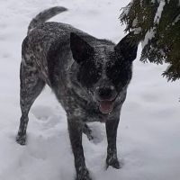 Ham Lake Vet Hospital PLLC ico