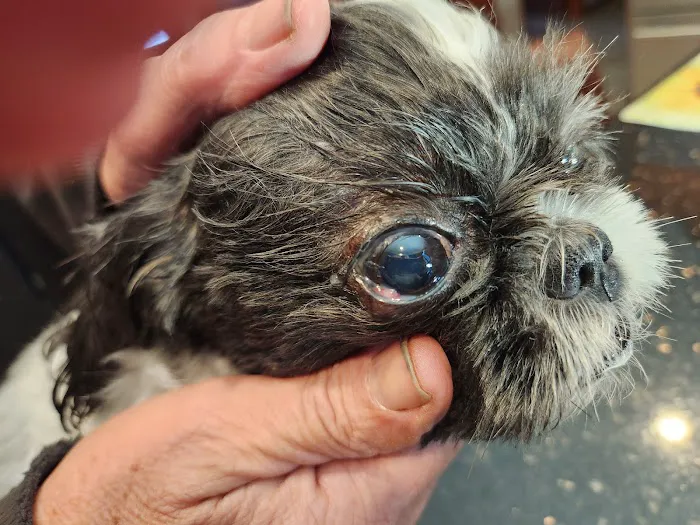 Magnusson Veterinary Services 4