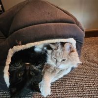 Hastings Veterinary Clinic Ltd ico