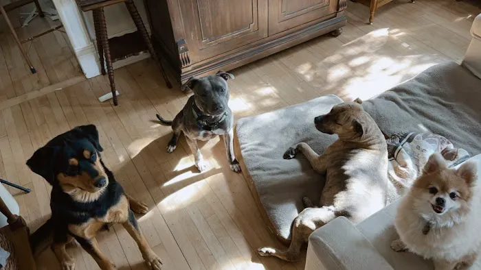 Southfork Animal Hospital 8