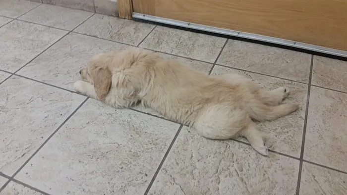 Cleary Lake Veterinary Hospital 1