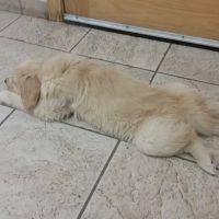 Cleary Lake Veterinary Hospital ico