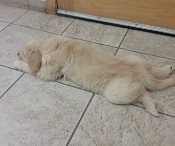 Cleary Lake Veterinary Hospital