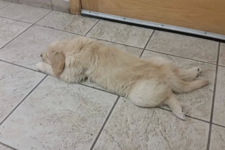 Cleary Lake Veterinary Hospital