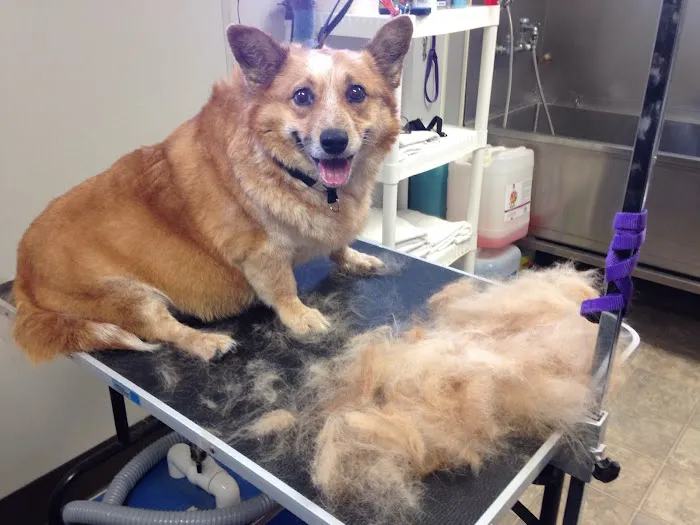 Bluffton Veterinary Hospital & Pet Care Center 9