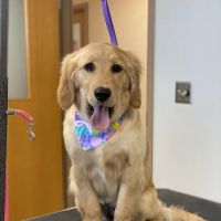 Bluffton Veterinary Hospital & Pet Care Center ico