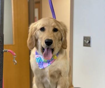 Bluffton Veterinary Hospital & Pet Care Center