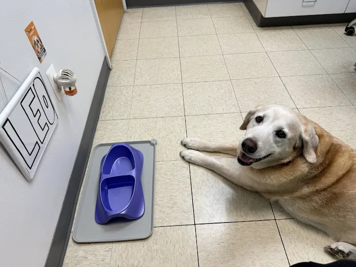 All Creatures Animal Clinic 4