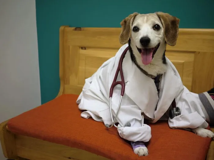 All Creatures Animal Clinic 9