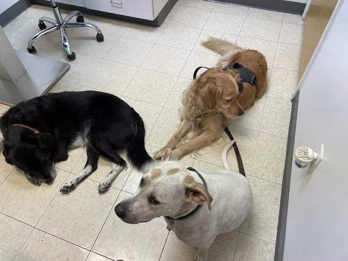 All Creatures Animal Clinic 1