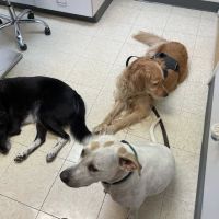 All Creatures Animal Clinic ico