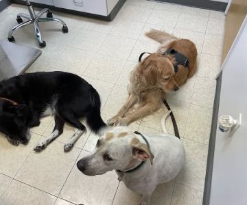 All Creatures Animal Clinic