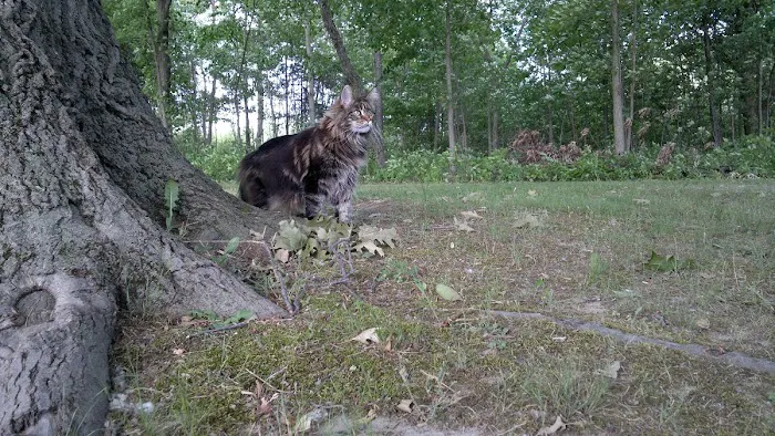 Fancy Lynx Maine Coons 1