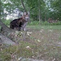 Fancy Lynx Maine Coons ico