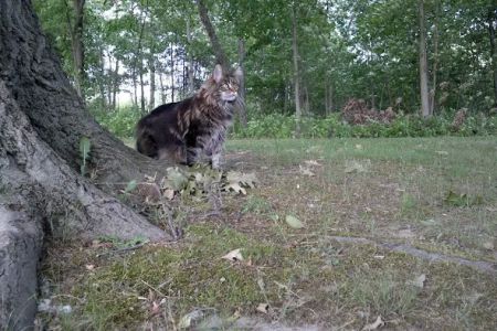Fancy Lynx Maine Coons