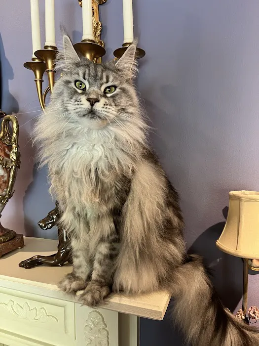 Fancy Lynx Maine Coons 2