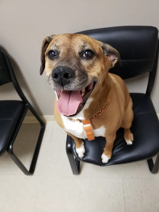 Uptown Veterinary Clinic 2