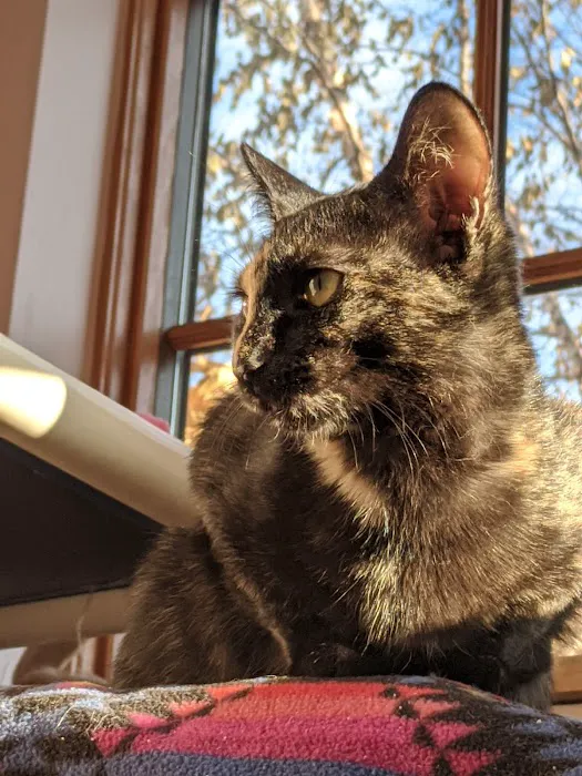 Ann Arbor Cat Clinic 1