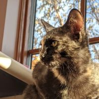 Ann Arbor Cat Clinic ico