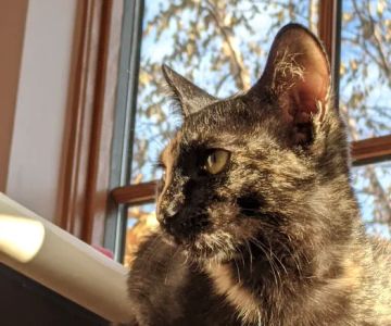 Ann Arbor Cat Clinic