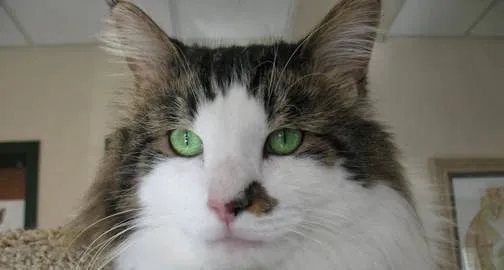 Ann Arbor Cat Clinic 7