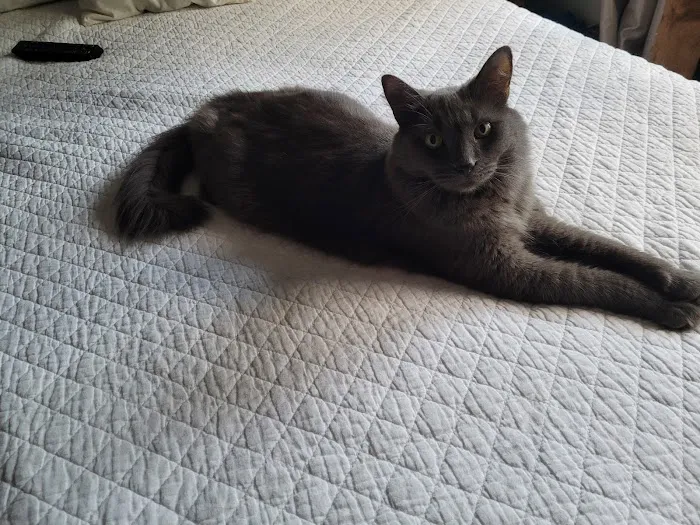 Ann Arbor Cat Clinic 2