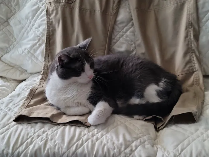 Ann Arbor Cat Clinic 4